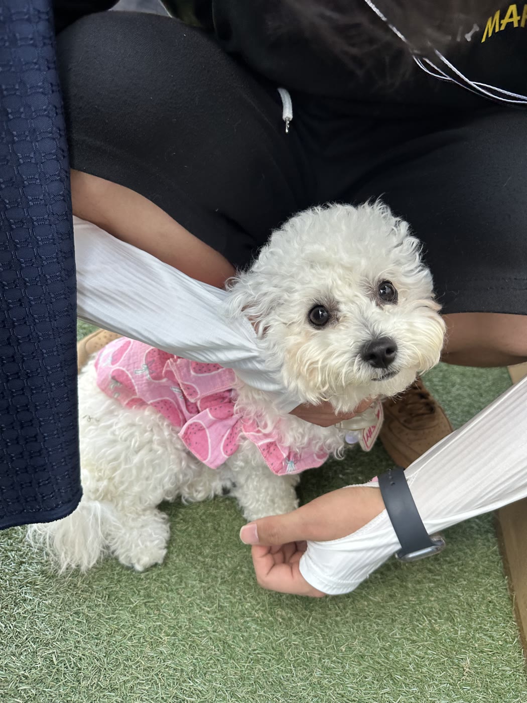 펫마트 체험 이벤트